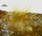 Giraudia sphacelarioides3